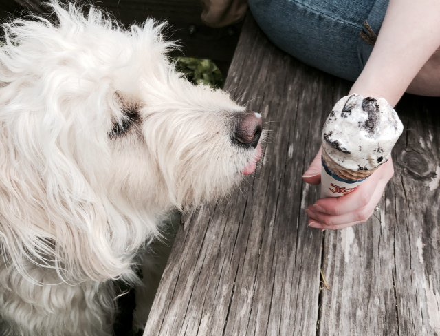 RoseBuddyDog's tweet photo. Summer is so close I can practically taste it!  #SundayFunday https://t.co/VlXoRdolGT