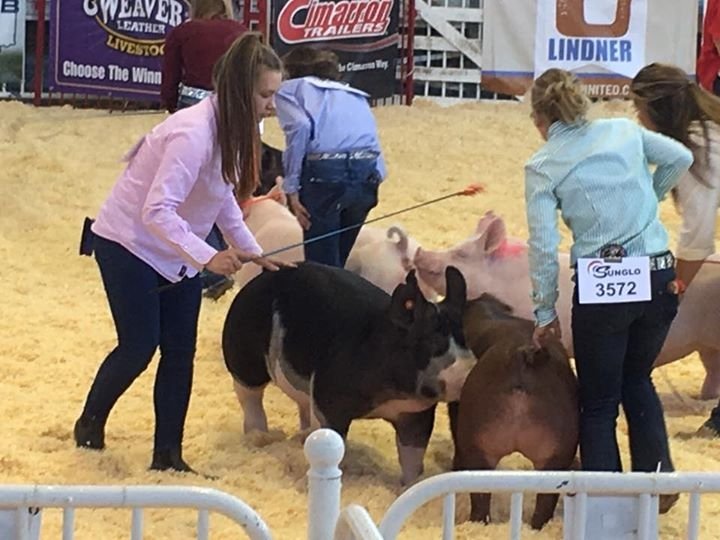 BPA Junior Pig Club tweet media