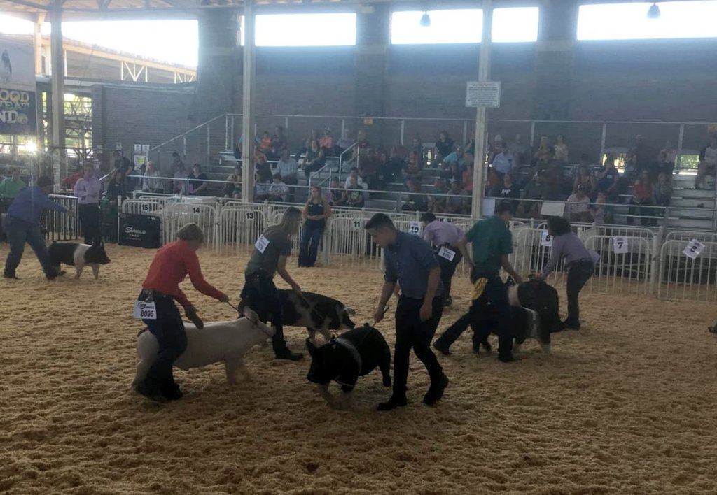 BPA Junior Pig Club tweet media