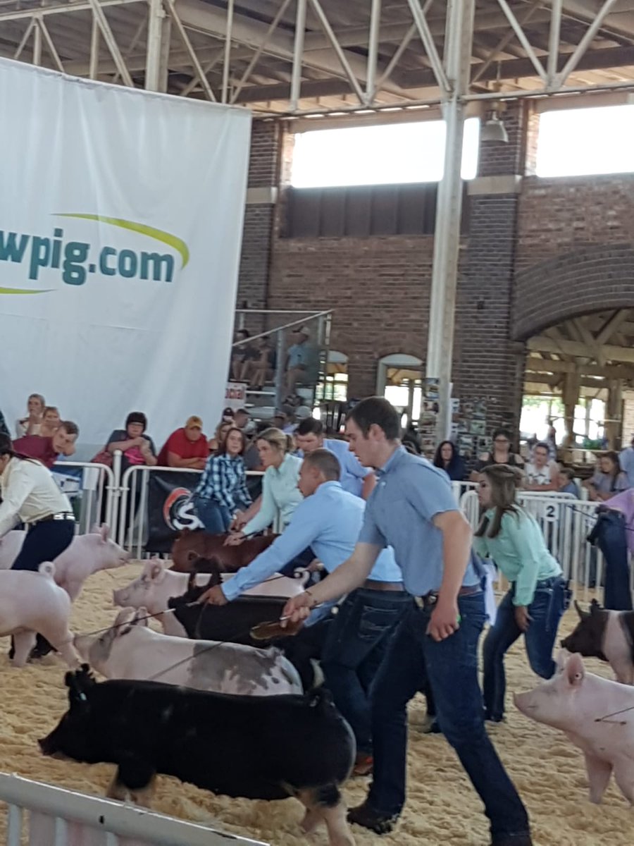 BPA Junior Pig Club tweet media