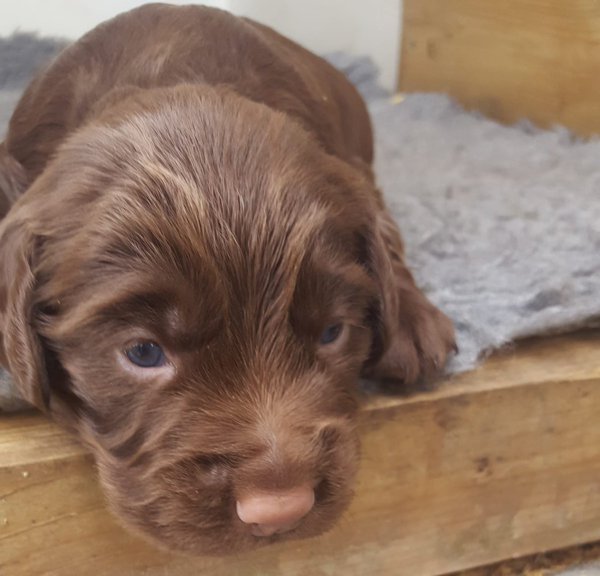 kc registered cocker spaniels for sale