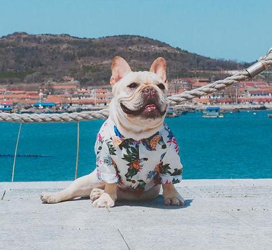 custom_frenchie's tweet photo. Frenchie Hawaiian Shirt!
Available in 4 designs and a wide range of sizes <3
Click the link below:
https://t.co/ypr1fpWFoE
#frenchbulldog #frenchie #customfrenchie https://t.co/8VzFyL7V6n