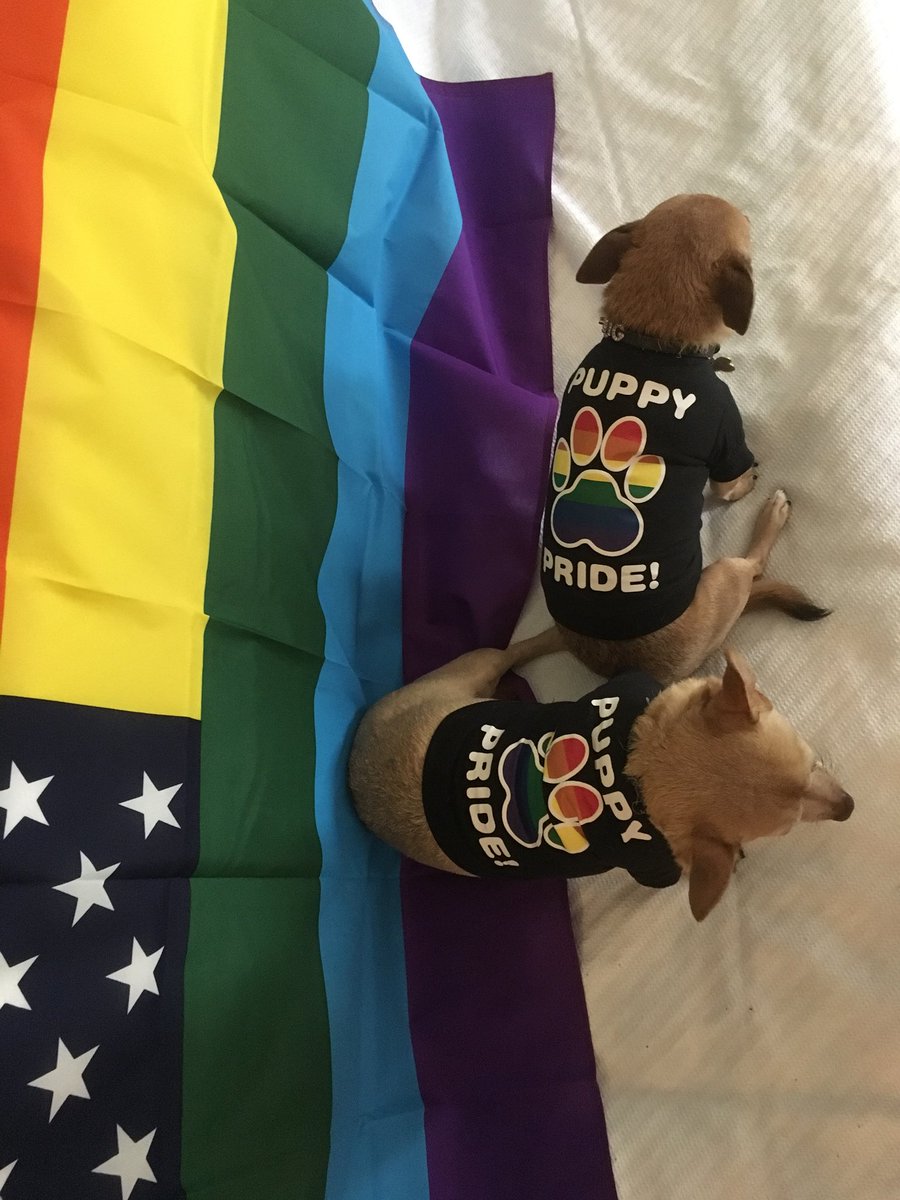 Happy #LAPride everybody! #RescueDog #PuppyPride :) :) :)