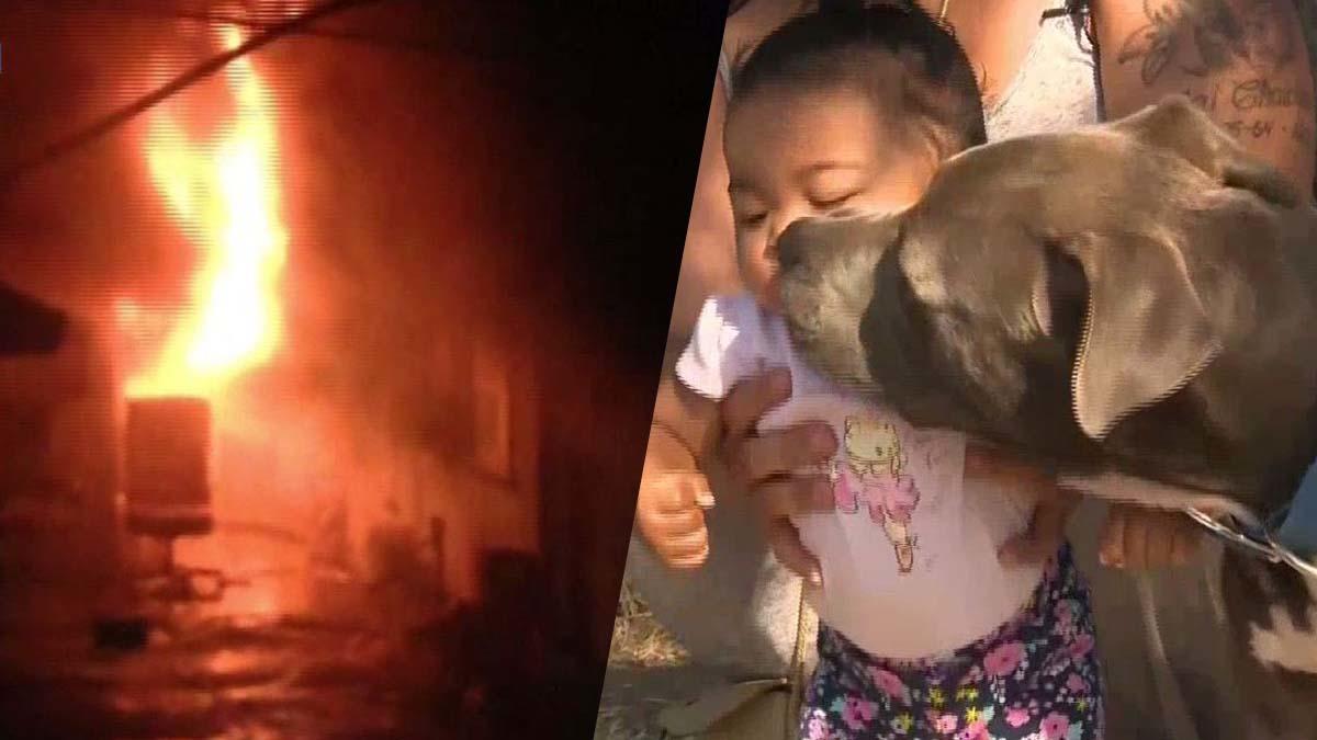 TelenoticiasPR's tweet photo. La arrastra por el pañal; pit bull reacciona a "infierno" en casa vecina #EU- https://t.co/vGagGL4F7Q https://t.co/UTNCuWUvo2