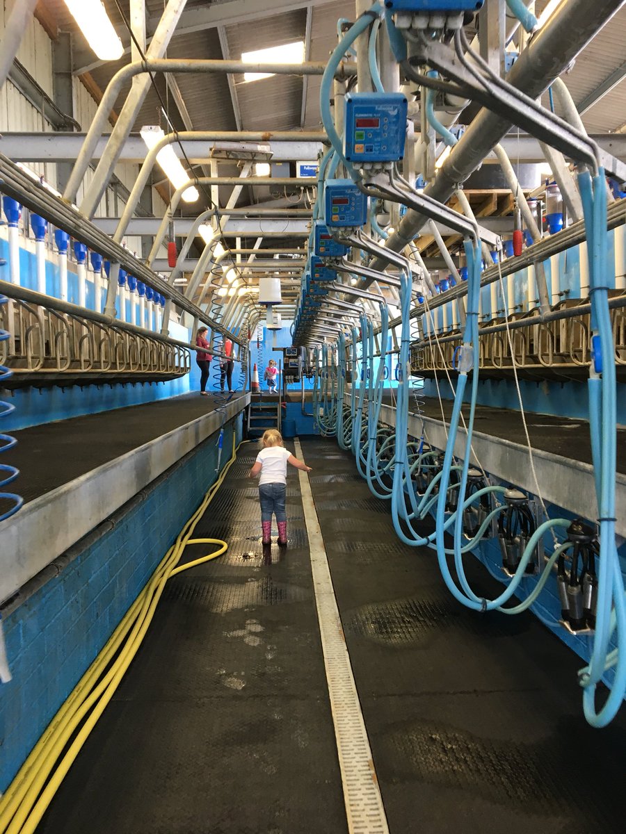 MillDairy's tweet photo. #Arla #openfarmsunday18 - little one exploring the parlour fitted by us! She loved learning & exploring everything farming - Had a great day! Well done @costonhalldairy #fullwood #herringbone #swingoverparlour #24/48 #teamdairy https://t.co/enMzZRHMf1