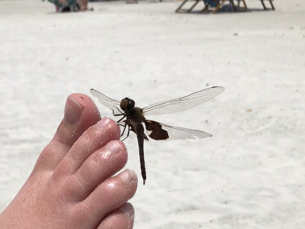 KarinsTestwelt's tweet photo. Libellen am Butler Beach Florida https://t.co/FCJ5pGc99t