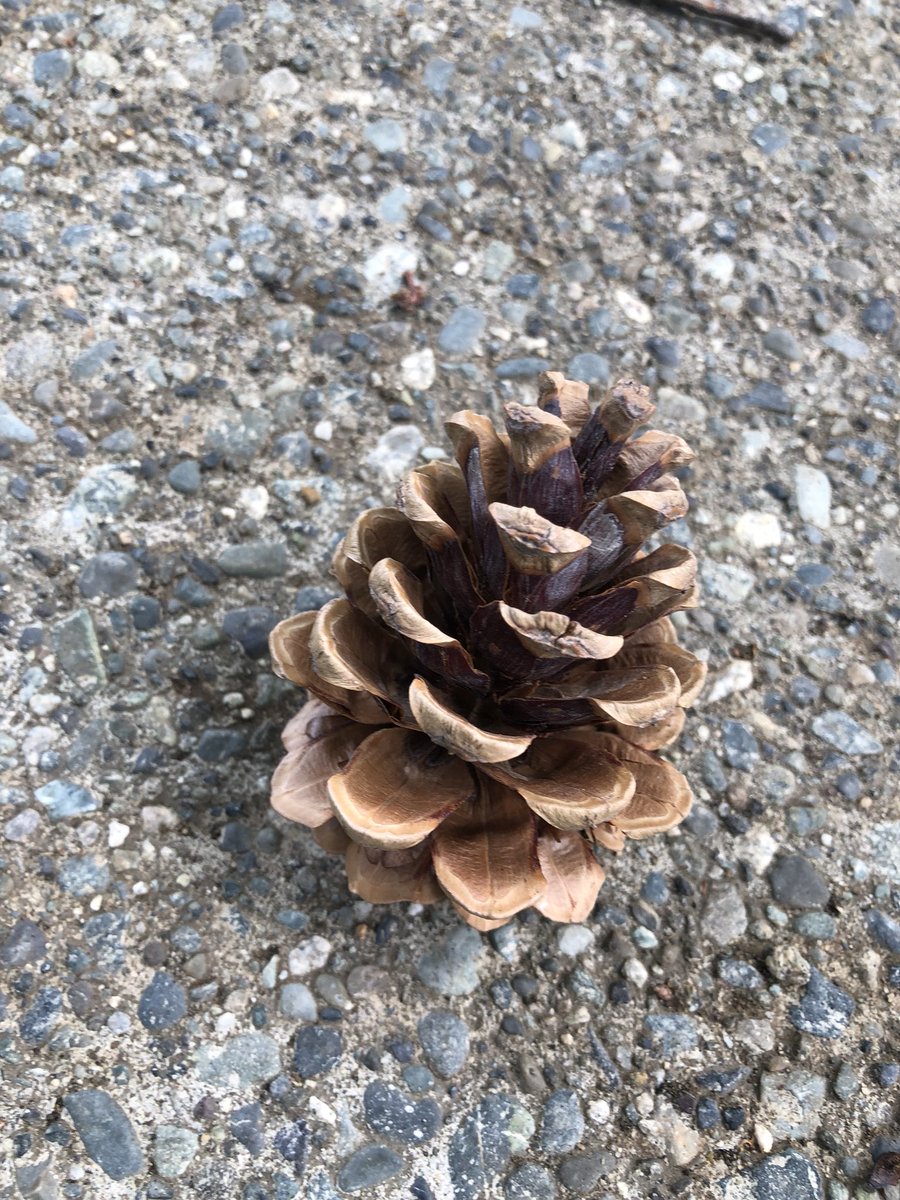 DhsiPinecone's tweet photo. #dhsi18 https://t.co/eJNWdaKvw3