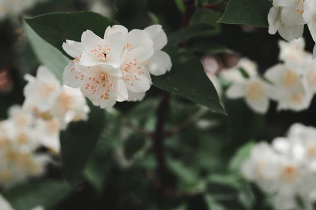 saibaken's tweet photo. Наканецта нормальный фотоаппарат. .
.
.
.
.
.
#flowers #sonyalpha #sonyimages #summer #nature #flowerstagram #moodygrams #green #white https://t.co/KMWKN4Ffa7 https://t.co/yZE9ao3fX3