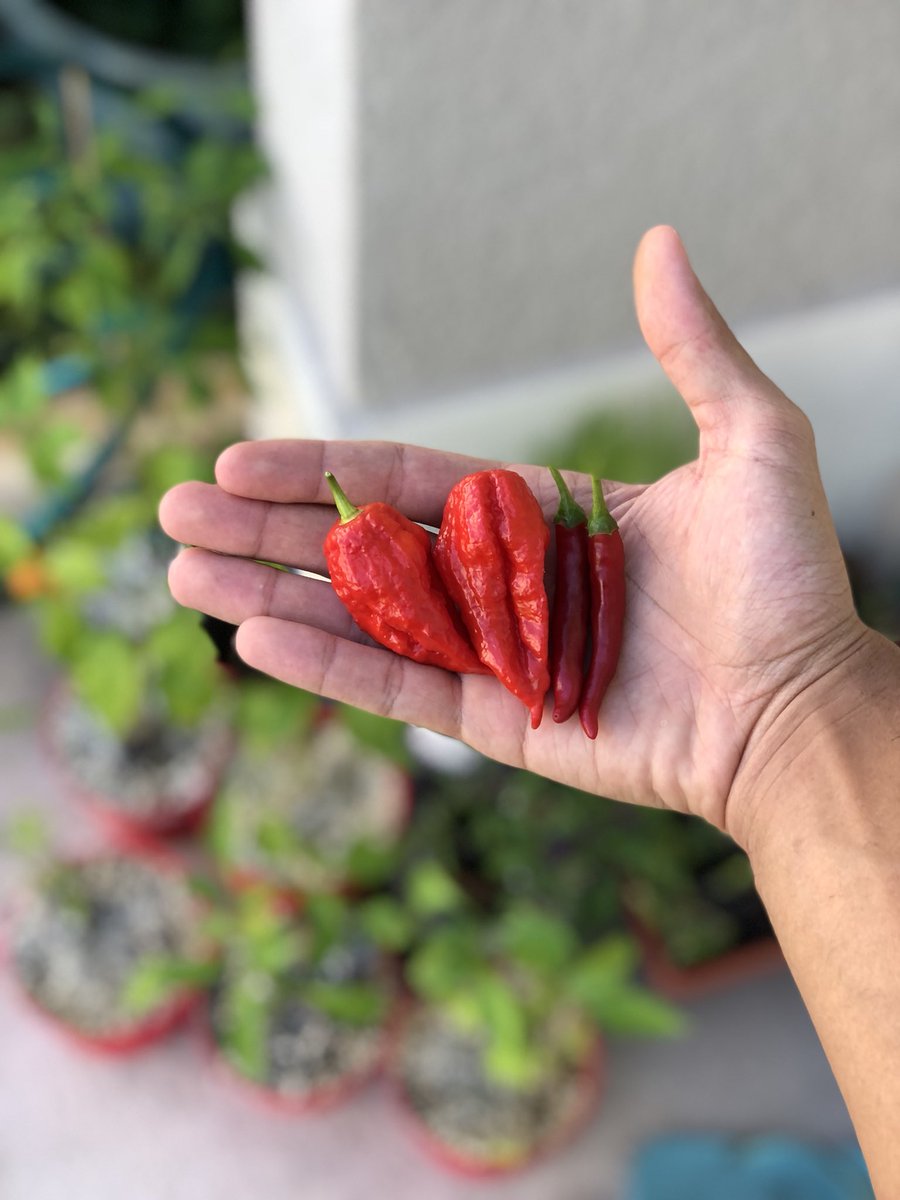 Dragon Cayenne &amp; 👻 Ghost Peppers #ghostpepper #dragoncayenne #peppers #hotpepper #hotsauce #garden #edible #natural #earth #food #eat #nature