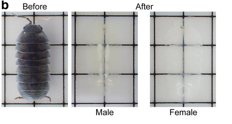 虫注意 ダンゴムシを透明化する技術があるらしい 透明にもほどがある アレが透明になったら Togetter 虫注意 ダンゴムシを透明化する技術があるらしい 透明にもほどがある アレが透明になったら Togetter