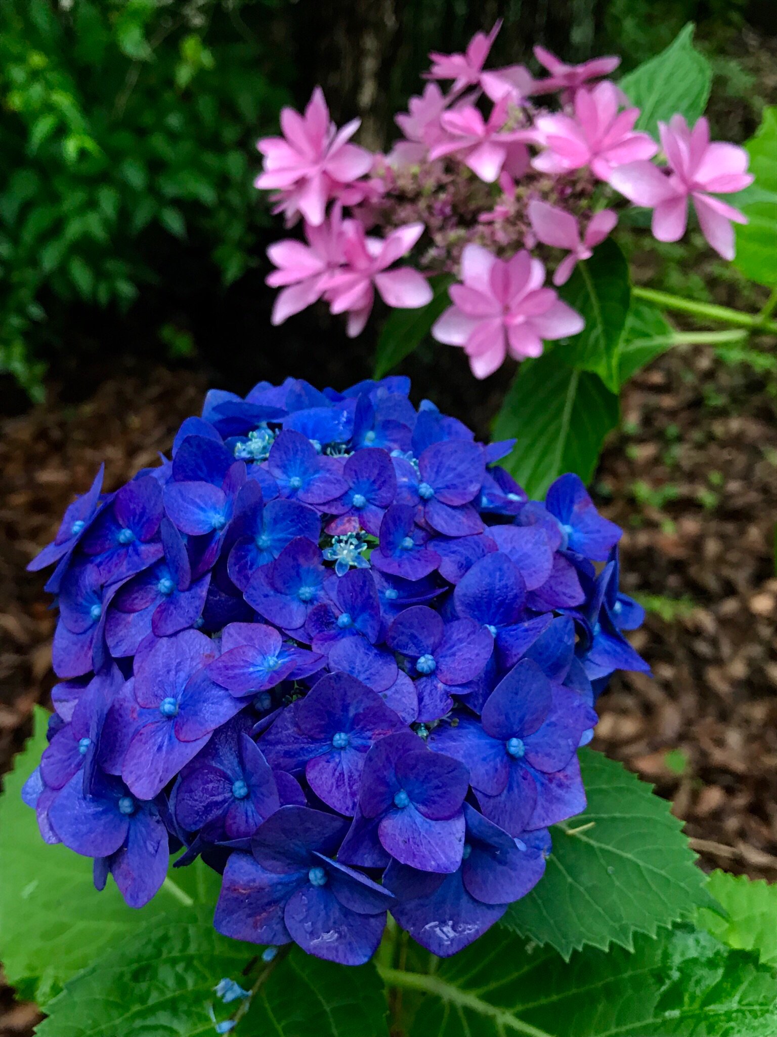 Twitter 上的 Cloudsailor 星羅の一日一花 アジサイ 紫陽花 狭義にはホンアジサイを指すが 広義にはアジサイ 属植物の一部の総称 日本に自生するガクアジサイを原種としさまざまな園芸品種が作出されている Hydrangea Hydrangea Macrophylla Flowers Fleurs