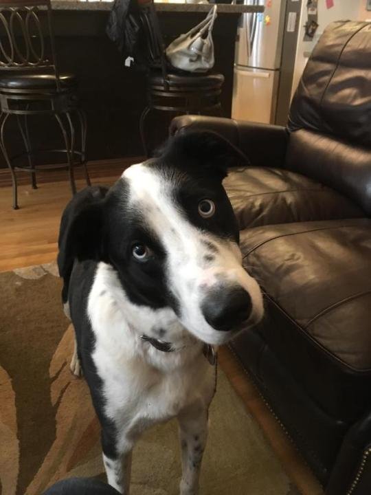 fuzzymugzapp's tweet photo. Meet our friend Morty π€ He likes long walks on the beach and shaking paw! πΎ
check out: https://t.co/czn8ElWcDH
.
.
.
.
#dogoftheday #doglover #ilovemydog #pets #puppylove #puppies #animal #pup #doggy #adorable #dogsofig #doglife #doglovers #fuzzymugz #lovedogs #bestwoof https://t.co/cTAyrLR2HG
