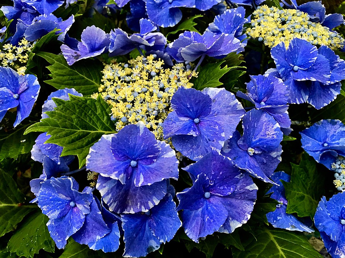 Cloudsailor 星羅の一日一花 Auf Twitter アジサイ 紫陽花 狭義にはホンアジサイを指すが 広義にはアジサイ 属植物の一部の総称 日本に自生するガクアジサイを原種としさまざまな園芸品種が作出されている Hydrangea Hydrangea Macrophylla Flowers Fleurs