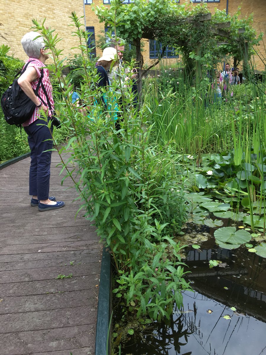kkkkkarl's tweet photo. Great weekend in London for Open Garden Squares Weekend 2018 #ogsw2018 https://t.co/v1ELnxwKj1