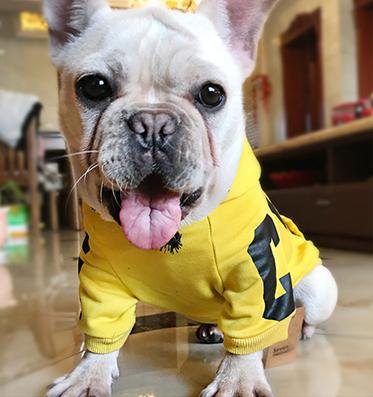 custom_frenchie's tweet photo. Frenchie HEEZ Hoodie!
Available in a wide range of colours and sizes! <3
Click the link below:
https://t.co/GknCGnYuUE
#customfrenchie #frenchie #frenchbulldog https://t.co/6UQV6GZDpW