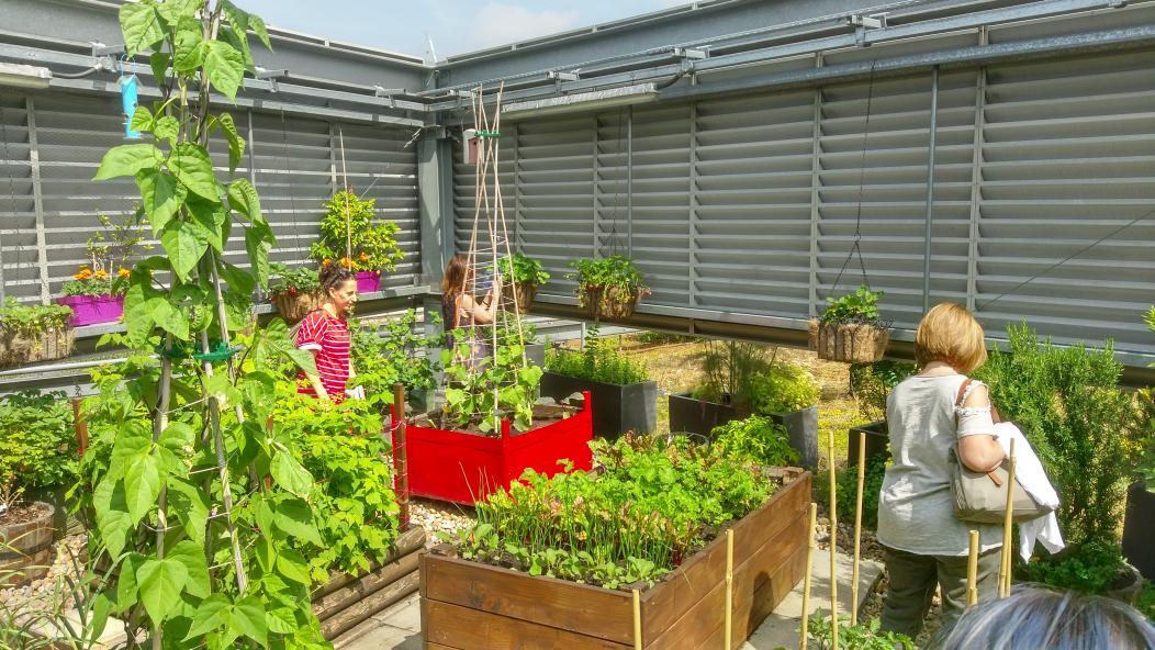AndersHanson's tweet photo. Felt inspired by @ESgloballaw's 8th floor roof garden at its London HQ thanks to #OGSW2018 with a green roof, fruit, vegetable and herb gardens and its beehives. Plus some great views. Really glad I had the chance to see it https://t.co/JdSE3AsfJc https://t.co/00xMYhNs66