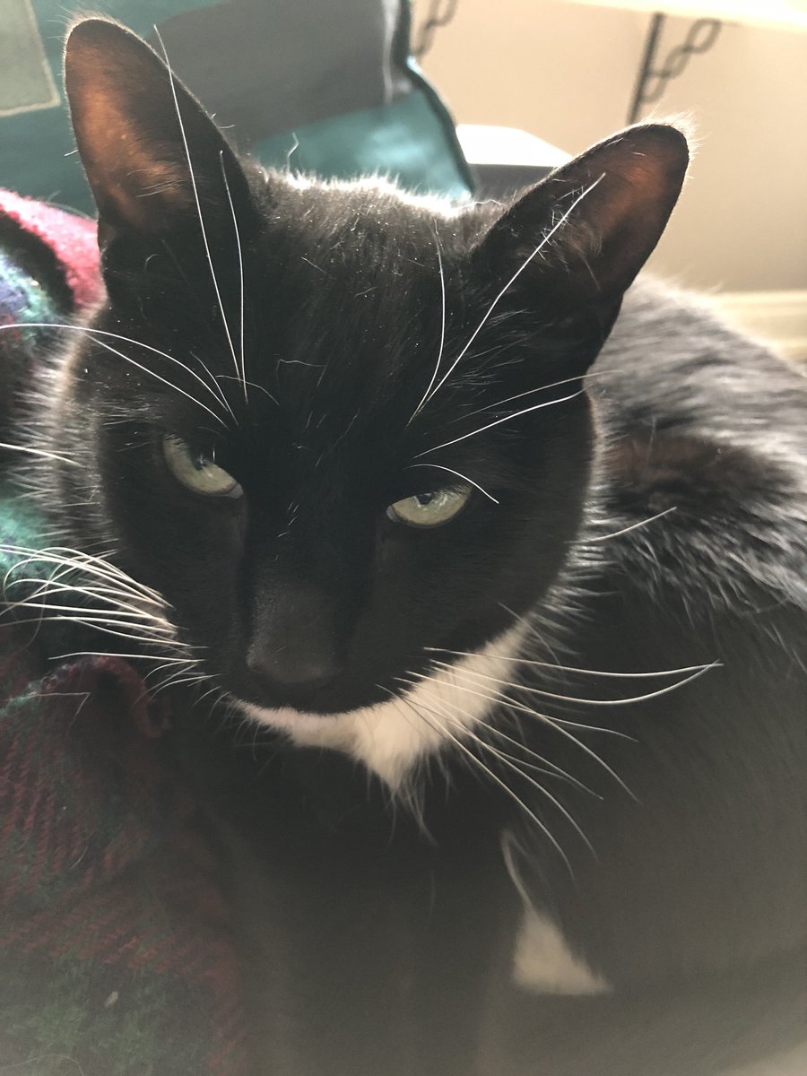 DapperDex's tweet photo. Silly human woke me from my nap for what? A photo? I’ll make sure to run laps around her head tonight. #tuxedocat #catsoftwittter https://t.co/66OCLLPrml