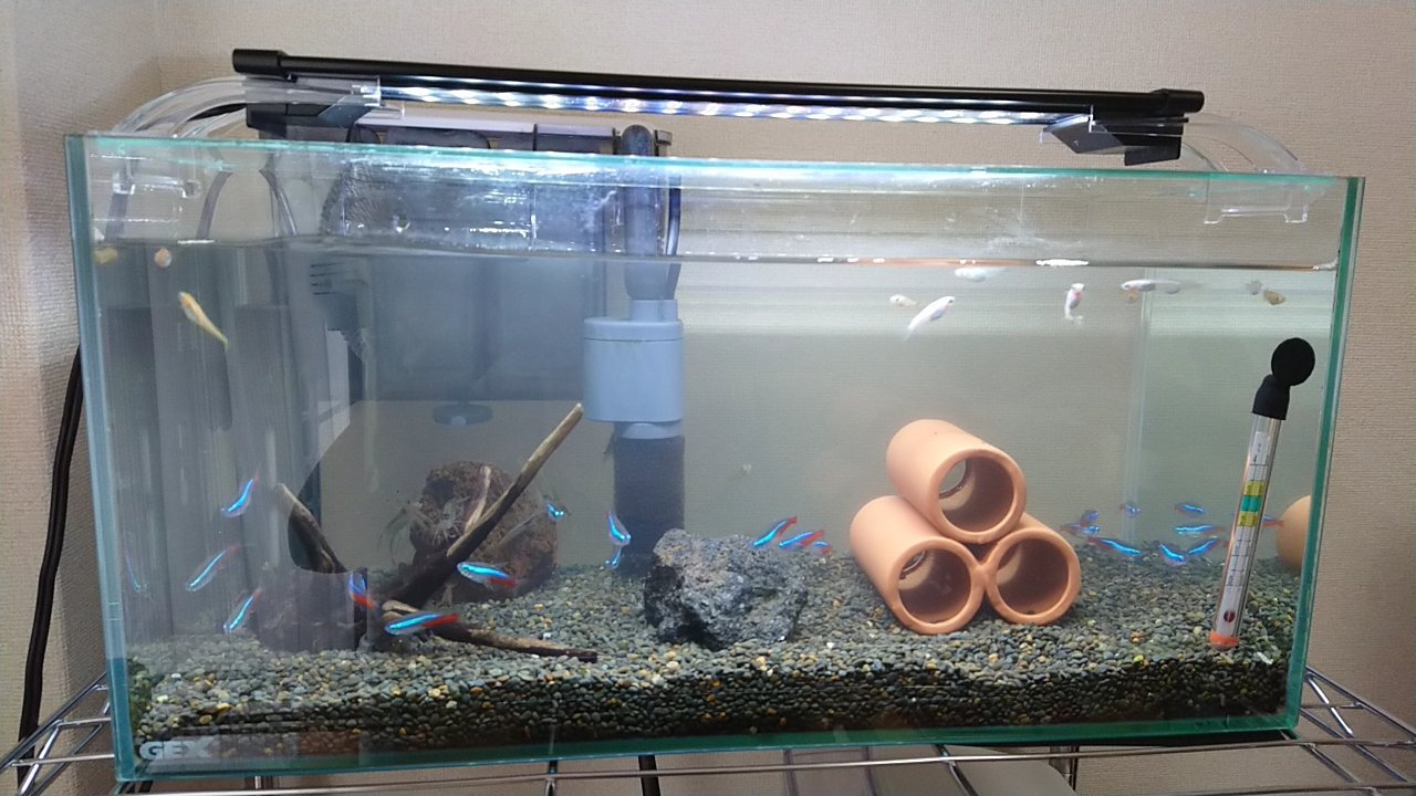 Shoon 綺麗になった水槽 蛸壺から土管に隠れ家変更 メダカ テトラ 赤コリ 土管 T Co Cna0j5sxiz Twitter Shoon 綺麗になった水槽 蛸壺から土管に隠れ家変更 メダカ テトラ 赤コリ 土管 T Co Cna0j5sxiz Twitter