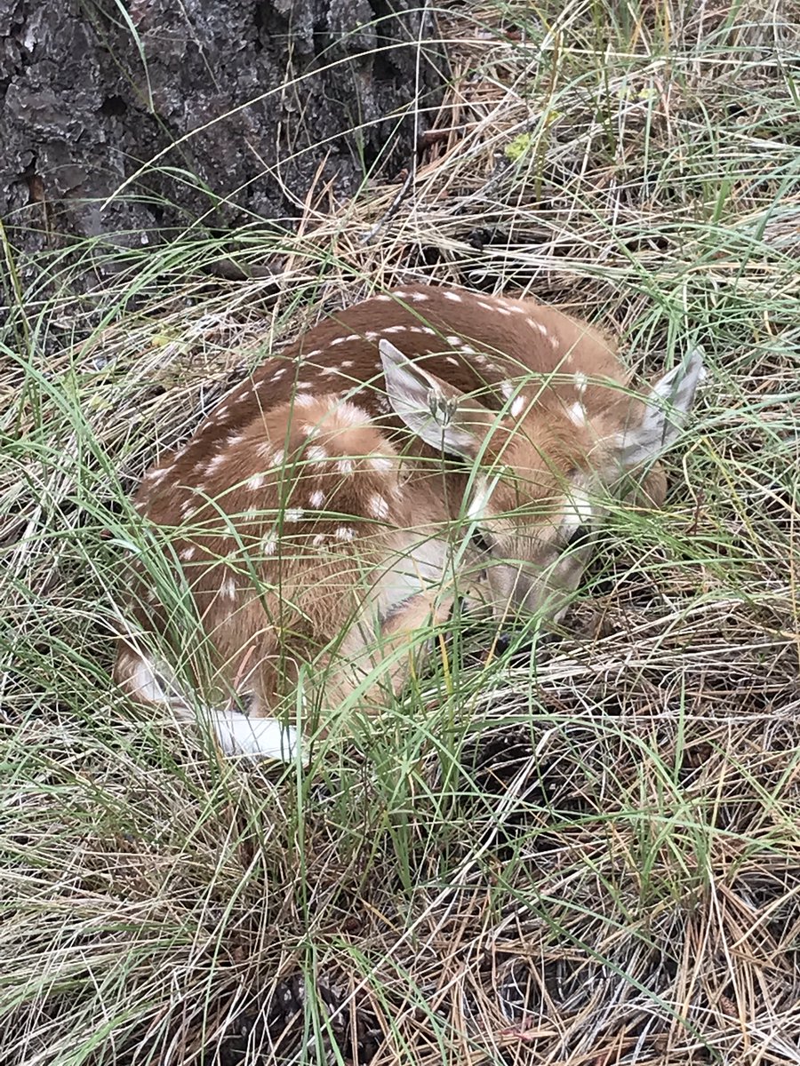 DuchessUplands's tweet photo. Did some camping and hiking in the #Okanogan and found this little guy hiding in the grass. Hope his Mom finds him. https://t.co/JAM9i2Qpji