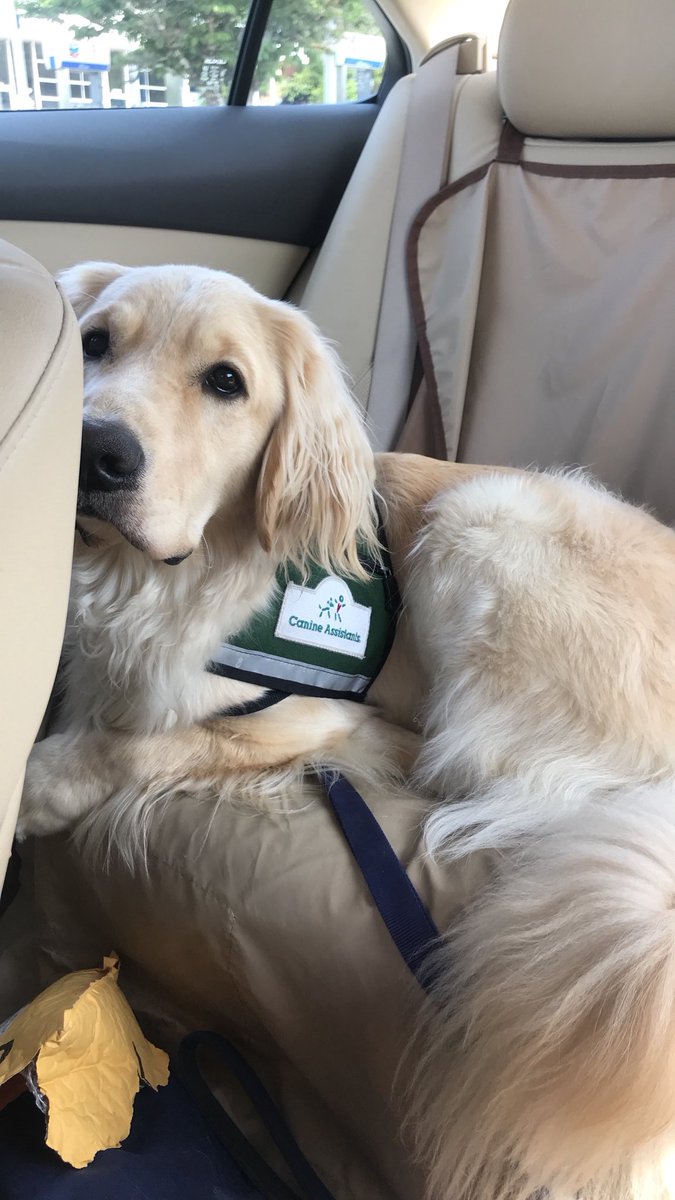 Fox5Max's tweet photo. Busy Sunday! Ran many errands with my foster, @KatieMuseFOX5! First @BedBathBeyond, then @kroger. #OperationMax https://t.co/GZAyAmhHae