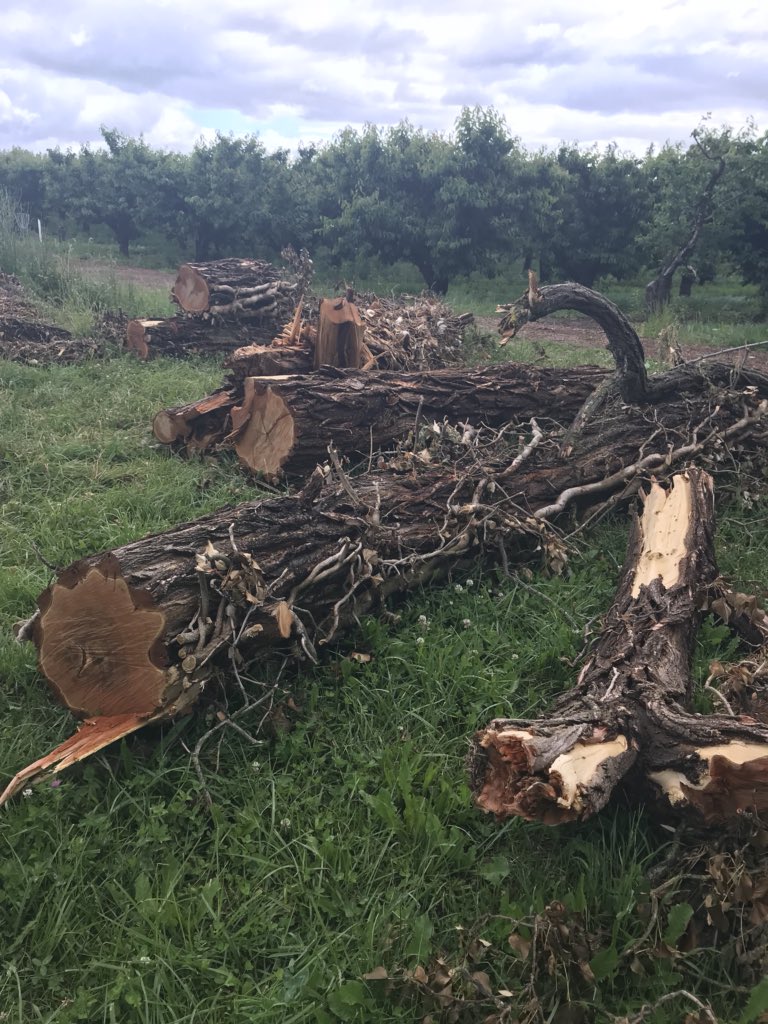s_signed's tweet image. Scored some beautiful black locust logs! Can hardly wait until they are ready to carve on 🤗