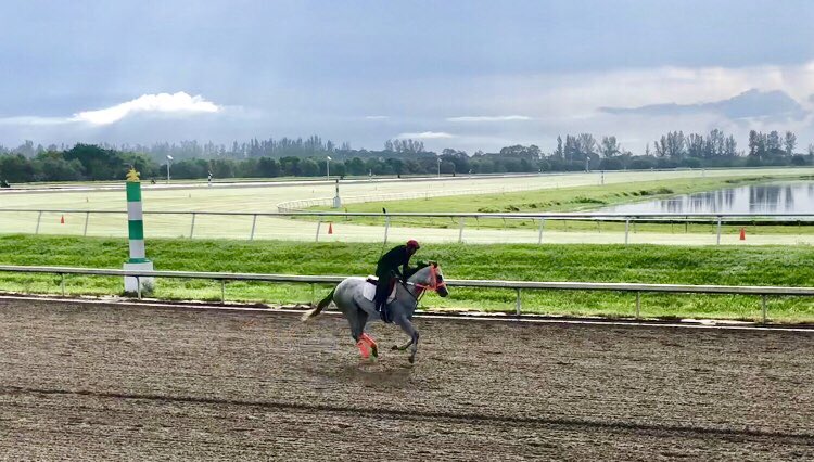 TropicalRacing tweet media