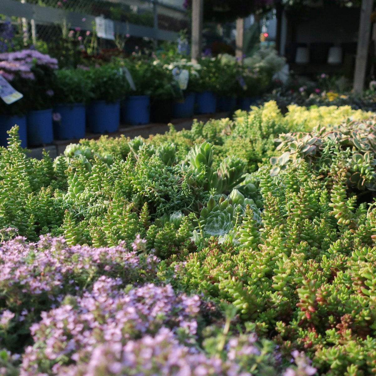 Chelsea Gardencenter On Twitter Sedum Weep