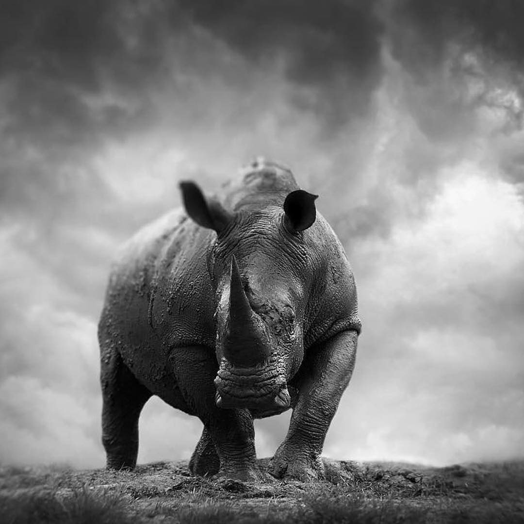 2 men have been arrested in Benoni for purchasing 4 #rhino horns @bjornpersson_photography captures this absolutely divine photo of a #rhino reminding us these beautiful creatures are #worthmorealive #saynotopoaching #whenthebuyingstopsthekillingcantoo #rhinos