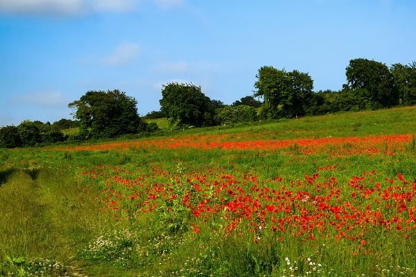 CanterburyGhost's tweet photo. #Green and #Red #Poppies #CharthamDowns @VisitKent @VisitCanterbury @VisitEngland #LestWeForget @PaulBabra @bbcweather @bbcsoutheast @DominicKingBBC @RosieDuffield1 @deelouisexo @SimonJonesNews @kentpoliceroads @Kent_999s @POferriesupdate @Alina_Ristea https://t.co/KvjL8XTxGq