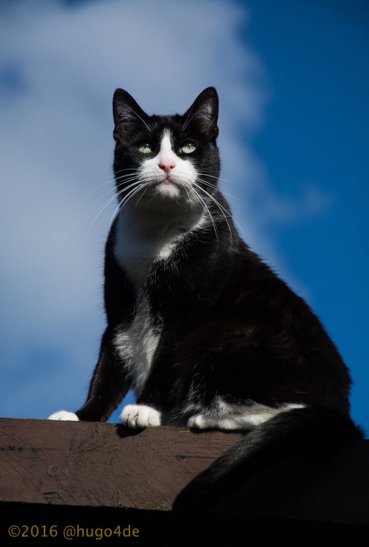 TierischHappy's tweet photo. Thinking of @hugo4de who lost his purrfect cat daddy too soon๐ฟ thanks for all your love and support, Frank! Our hearts go out to the family, Hugi & Minky ๐ #RIPHugoDad
Photo credit @TeraEuro https://t.co/zMTaF8XZ7S