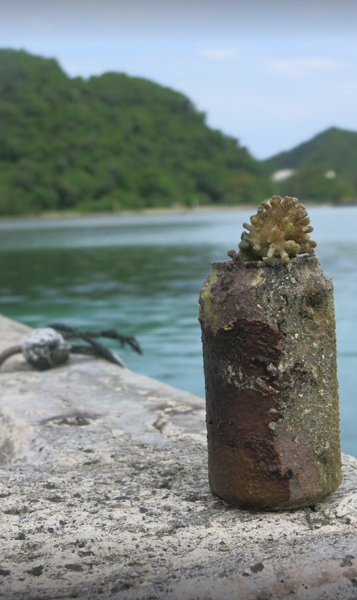 JezRoff's tweet photo. Proof that Pocillopora will grow anywhere! From the World Oceans Day cleanup by the #PICRC crew https://t.co/v4ECxUZaAD https://t.co/LjB33zGBGg