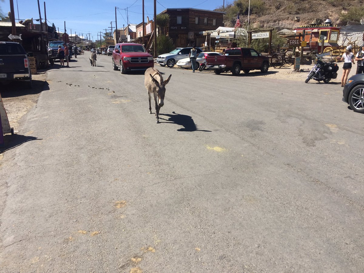 mmsully15's tweet photo. Rode to Oatman Arizona today to see the wild donkeys https://t.co/nqHOdmgI3F