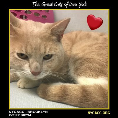 MIPooh's tweet photo. A Nice #Kitty Deserves A Nice Home
This Is Vince In #NewYorkCity --- He's A Nice Kitty
   So
Why U Waitin'??

Give'm A Nice Home
#Adopt At #NYCACC #Brooklyn

https://t.co/H3GIme4zJF

#NYC #cats
#Pets https://t.co/jMZY9x1d1N