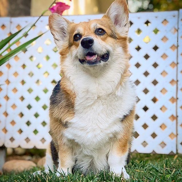 corgi_zero's tweet photo. Good fences make good neighbors
#WHPshapes #HiDiddlyHo #HowdyNeighbor #MrRogersNeighborhood #Lattice
Fun Fact! Did you know that my two sets of grandpawrents are next-door-neighbors? It’s part of mama and daddy’s love story 💕 https://t.co/XJes6IdmV1 https://t.co/kv1DJD0FRn