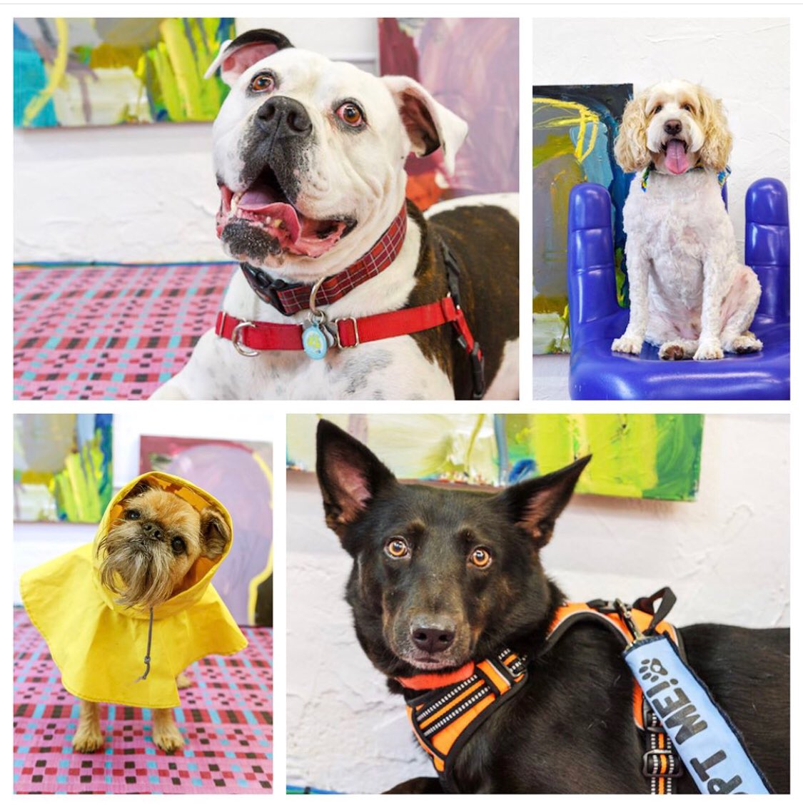 5stitch's tweet photo. I’m finally getting around to posting a couple of these #barkwalk sweeties❣️
#photoshooting #petportrait #styledshoot #volunteering #helpinghand #adoptionislove #girlsclubfll
#alissaalfonso
@girlsclubFLL @PetsBroward https://t.co/F2ETTmnhDj