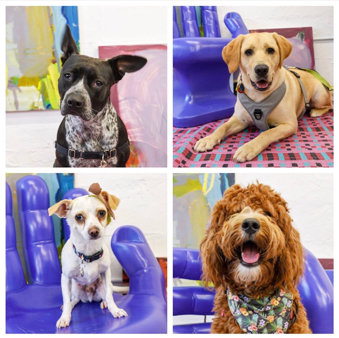 5stitch's tweet photo. I’m finally getting around to posting a couple of these #barkwalk sweeties❣️
#photoshooting #petportrait #styledshoot #volunteering #helpinghand #adoptionislove #girlsclubfll
#alissaalfonso
@girlsclubFLL @PetsBroward https://t.co/F2ETTmnhDj