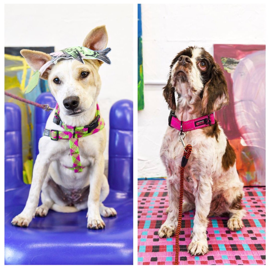 5stitch's tweet photo. I’m finally getting around to posting a couple of these #barkwalk sweeties❣️
#photoshooting #petportrait #styledshoot #volunteering #helpinghand #adoptionislove #girlsclubfll
#alissaalfonso
@girlsclubFLL @PetsBroward https://t.co/F2ETTmnhDj