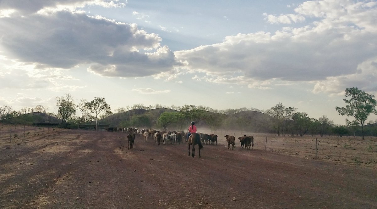 ILINEZ's tweet photo. @EldersLimited #AgInFocus Little girl's evening muster https://t.co/ObJ9L7mosc