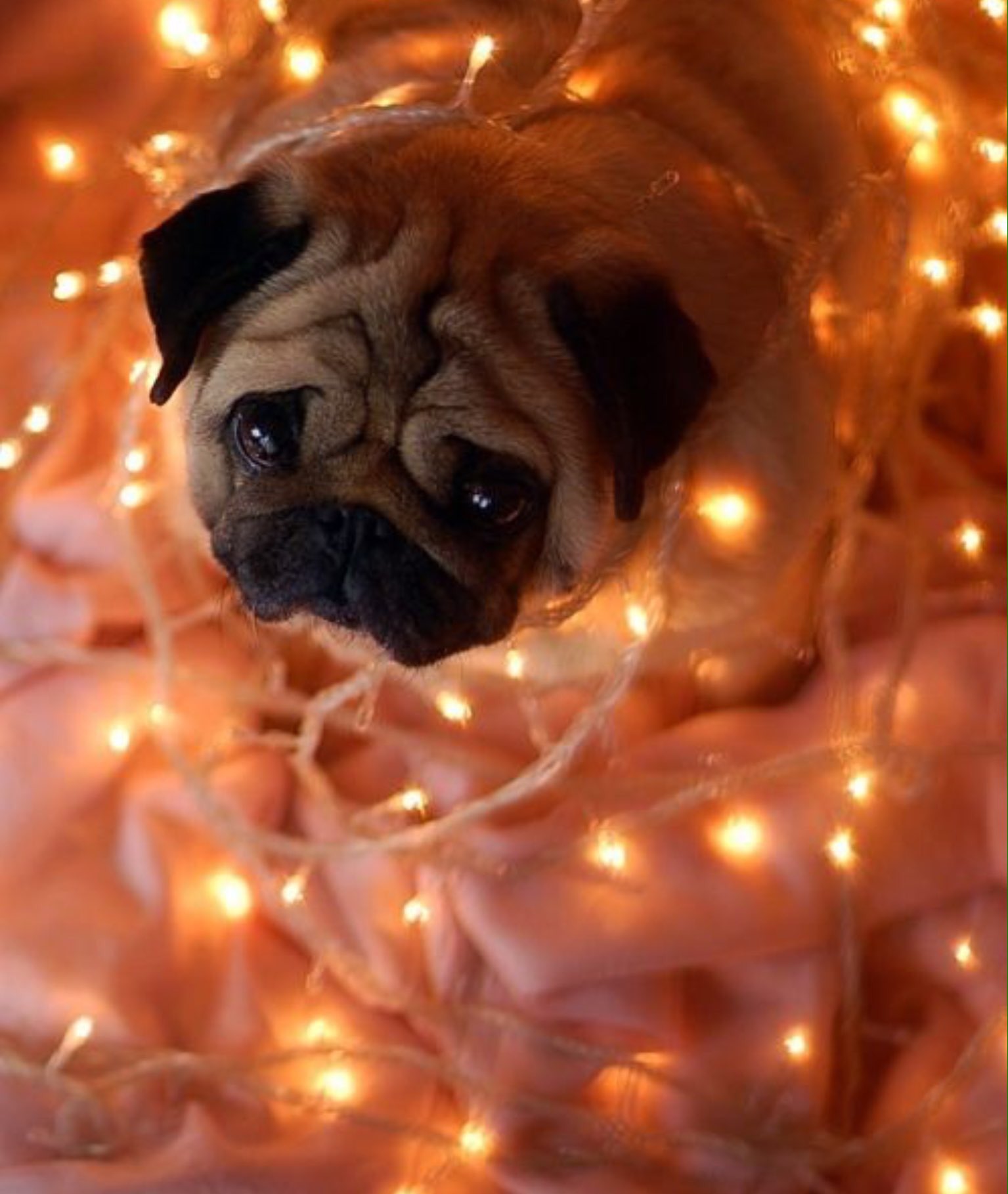 Новогодний мопс