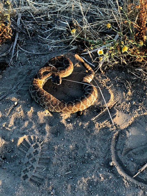 LakesideFire's tweet image. Engine 2 relocated a little 3-foot Southern Pacific Rattlesnake from a home in Eucalyptus Hills this evening. It's been a busy snake season so far! #SnakeRemoval #Engine2