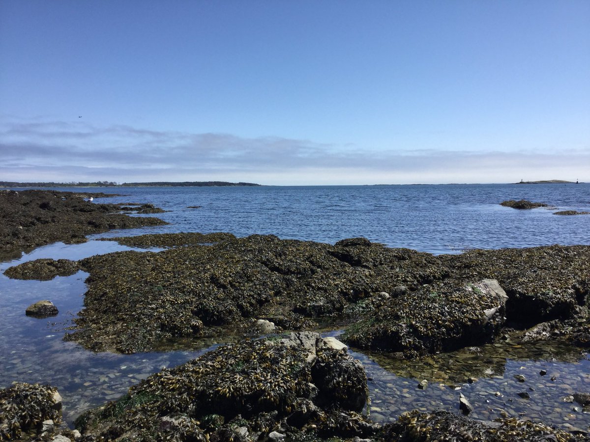 Tide pool scavenger hunt! #victoria #canada #luxurygoldmoments #majestyoftherockies #travel #seasideadventures #tidepools