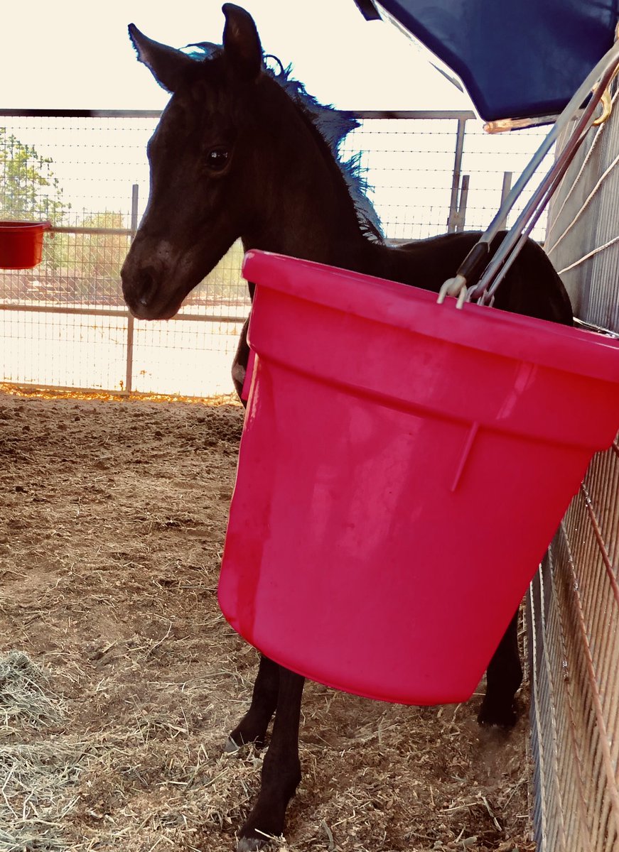 JordanaThorburn's tweet photo. Absolutely #LOVE this little girl πCanβt wait for this hand to heal so I can do more with her. Iβve mastered the one armed hug though π #FriesianSportHorse #FancyFilly #Magenta bucket π https://t.co/C42oa814Rj
