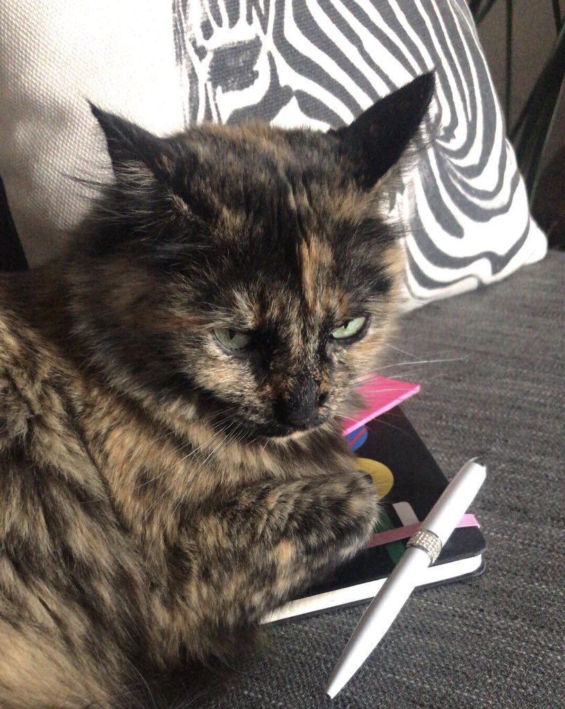 😍😾😻