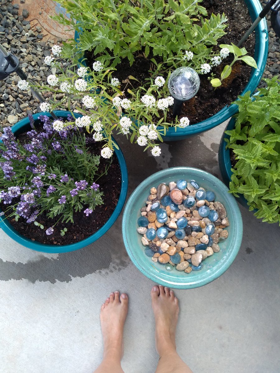 Bee_Swell_Aloha's tweet photo. Just part of our little bee Oasis. #beeswell #garden #savethebees https://t.co/ARiIzeHamL
