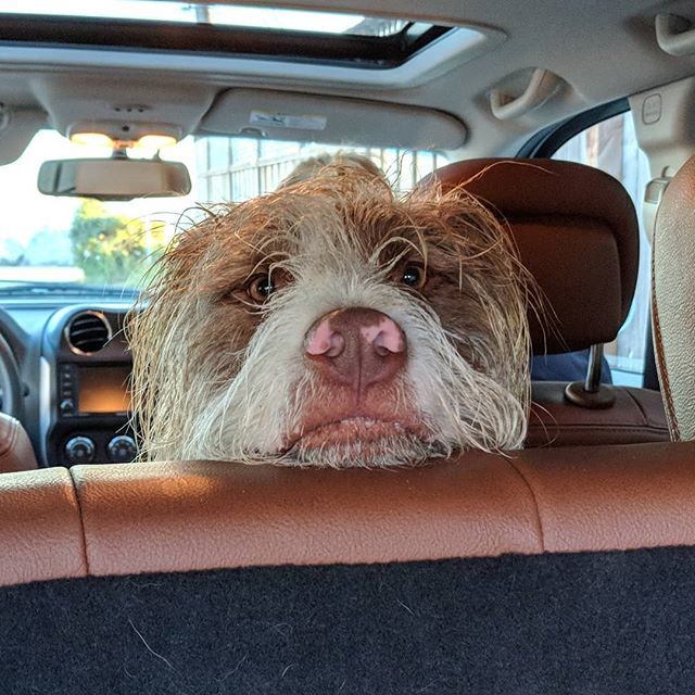 motorbikematt's tweet photo. "Do we have to leave?"
10-Jun-2018
#TheSal #beachlife #sandypaws #briard #briardsofinstagram #love https://t.co/m1ieeFfSQ6 https://t.co/a3csTjn9jh
