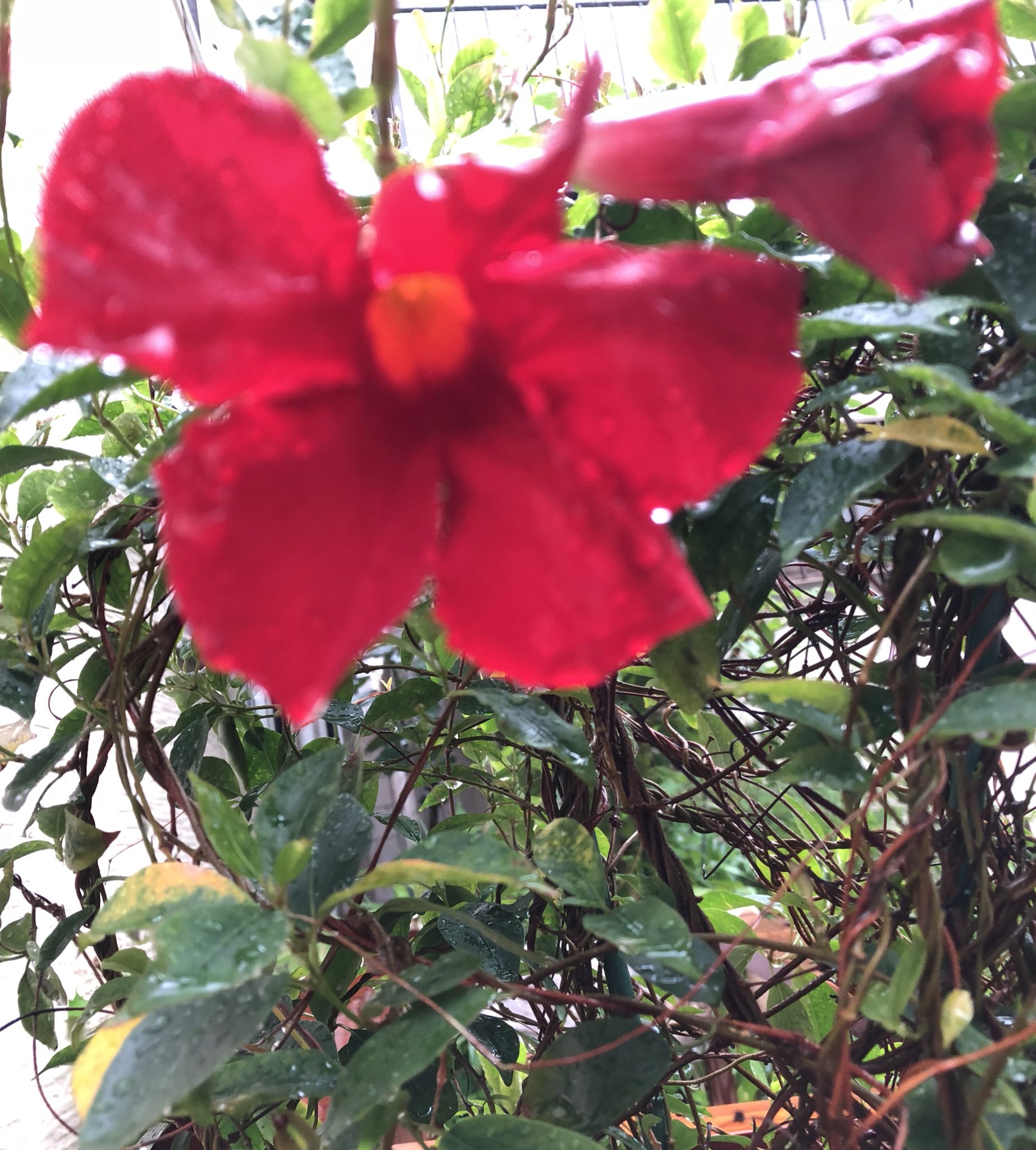 サンパラソルの花言葉 Twitter Search Twitter