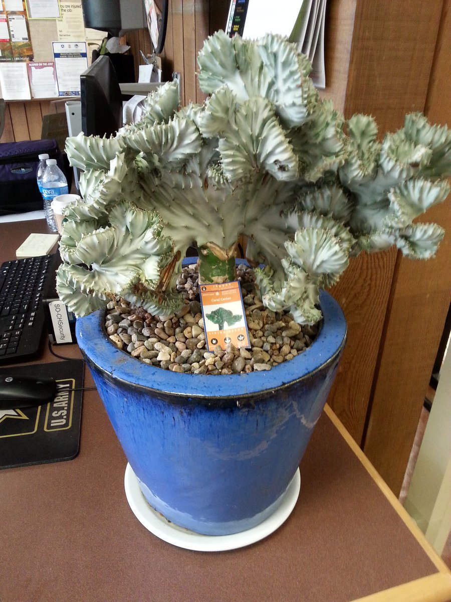 MerlePence's tweet image. My three inch high Coral Cactus has grown up and now spends it's week days at the Columbia County Courthouse Receptionist desk. My little monster is out on it's own.