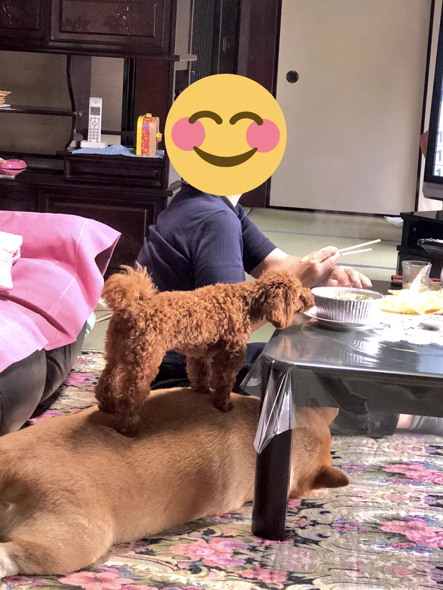 毎回台座にされる先輩犬ｗ誰か台座にしてるのは先輩だということ教えてあげてｗ