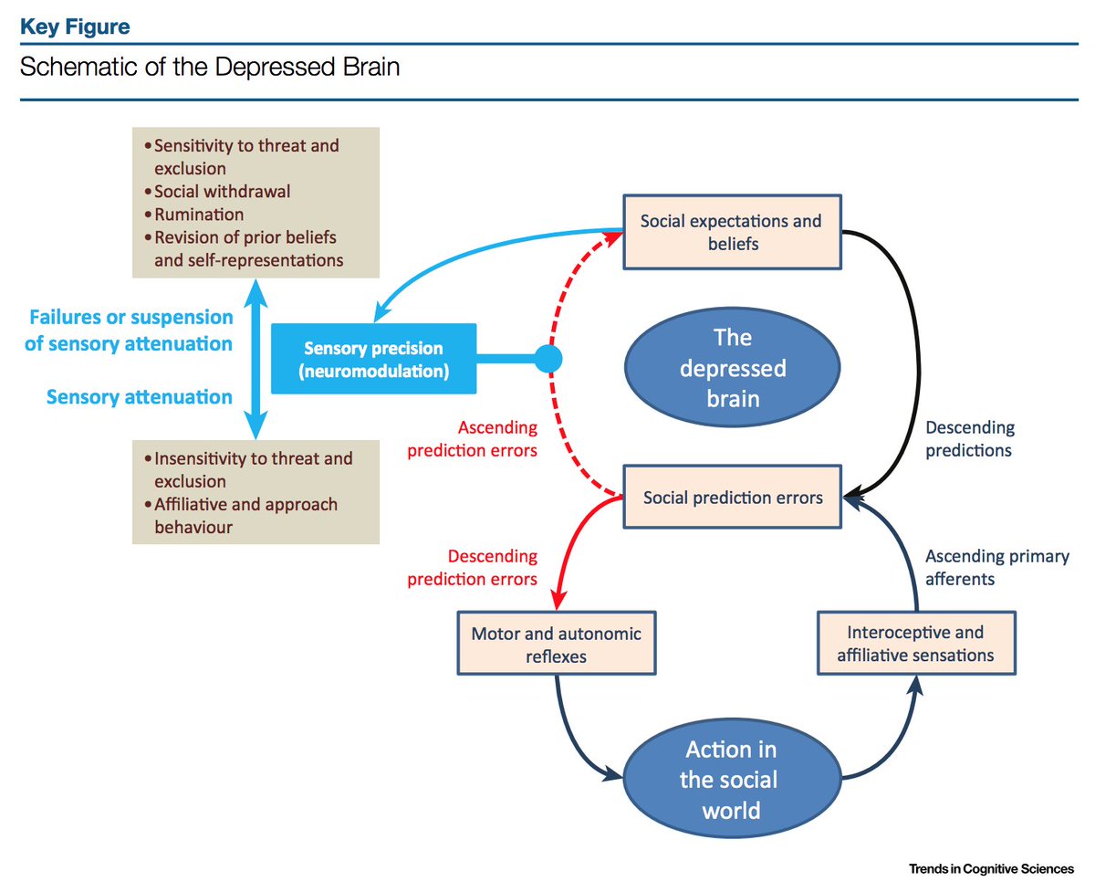 18/ This figure summarizes what happens in a depressed brain.(From the paper linked above)