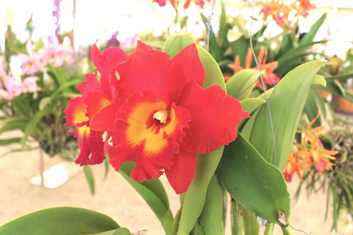 ThaiOrchidsExp's tweet photo. Have a nice Monday! 😁
More 👉 https://t.co/4ldU0ejnEj
#MondaySweetMonday #Flowerslovers #ThaiOrchidsExport #CutOrchids #Orchids #ImportThaiOrchids #ImportThailandOrchids #Freshcutorchids https://t.co/BuwKkNILos